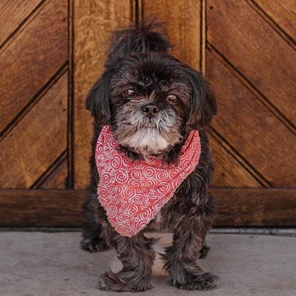 Pebbles Photo